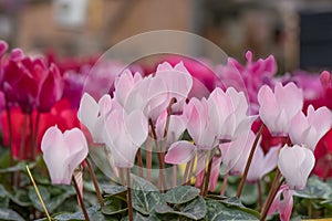 Persian Cyclamen persicum, coloured flowering plants