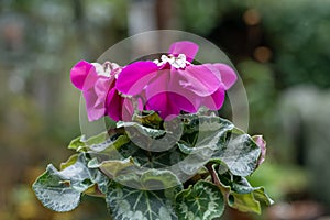 Persian Cyclamen persicum with huge violet flowers