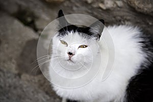 Persian domestic cat