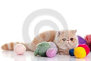 Persian exotic cat with balls of different colours