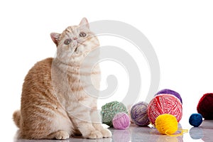 Persian exotic cat isolated with balls of different colours