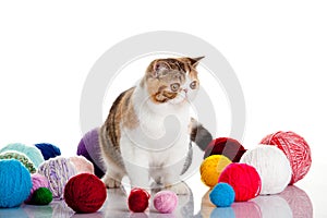 Persian exotic cat isolated with balls of different colours