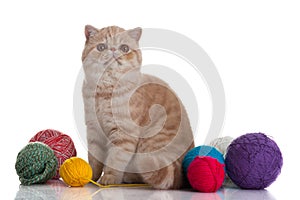 Persian exotic cat isolated with balls of different colours postcard