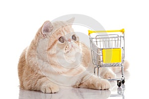 Persian exotic cat isolated with shopping trolly business concept