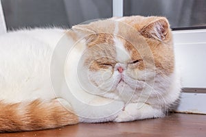 Persian exotic Shorthair, cat colour harlequin. A white and red young cat sleep on a wooden windowsill