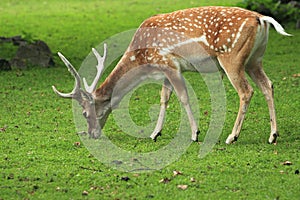 Persian fallow deer photo