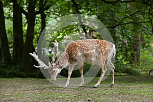 Persian fallow deer Dama dama mesopotamica. photo