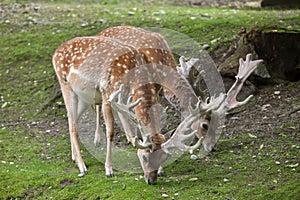 Persian fallow deer Dama dama mesopotamica.