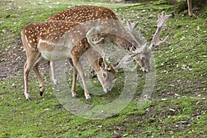 Persian fallow deer Dama dama mesopotamica