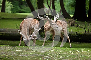 Persian fallow deer Dama dama mesopotamica. photo