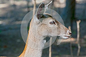 Persian fallow deer (Dama mesopotamica)