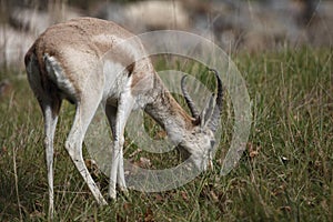 Persian gazelle photo