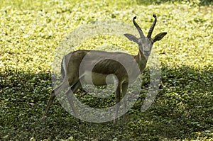 Persian gazelle Gazella subgutturosa. Baden Wuerttemberg, Germany