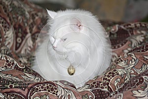 long hair with persian cat photo