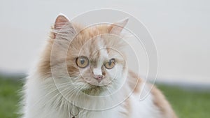 A Persian on the grass outside in the front yard and staring