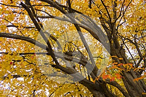 Persian ironwood tree with autumnal leaves