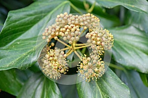 Persian ivy Hedera colchica, flowers and buds