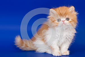 Persian kitten