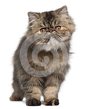 Persian kitten, 6 months old, standing