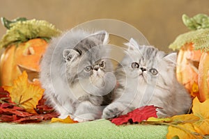 Persian kitten in fall decoration