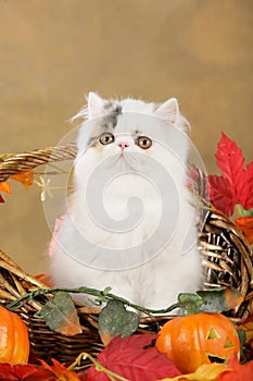 Persian kitten in fall decoration