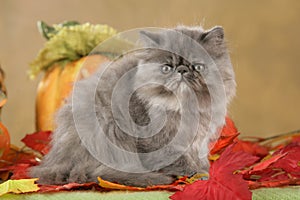 Persian kitten in fall decoration