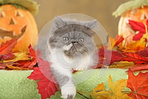 Persian kitten in fall decoration