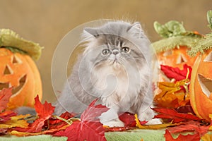 Persian kitten in fall decoration