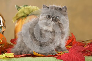 Persian kitten in fall decoration