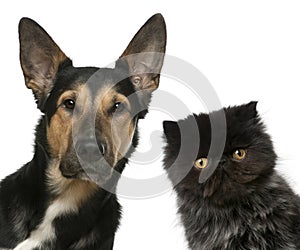 Persian kitten and a Mixed-breed dog in front of