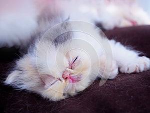 Persian kitten sleeping on a cushion.