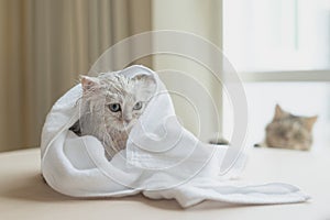 Persian kitten after washing wrapped in a towel
