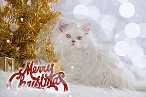 Persian kitten wirh christmas decoration