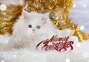 Persian kitten wirh christmas decoration