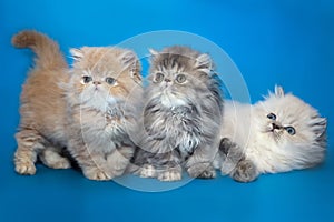 Persian kittens on a studio background