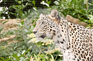 Persian Leopard photo