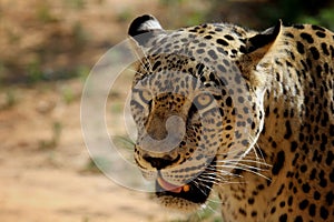 Persian leopard