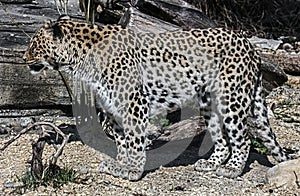 Persian leopard 2