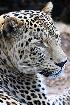 Persian Leopard