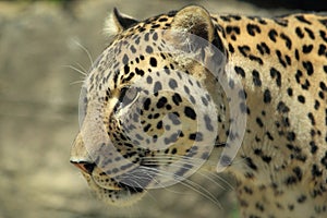 Persian leopard