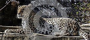 Persian leopard 3