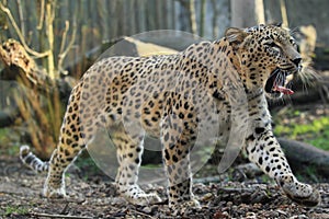 Persian leopard