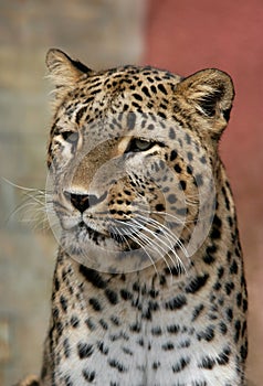 Persian Leopard