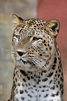 Persian leopard