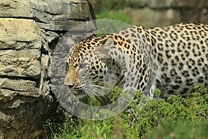 Persian leopard