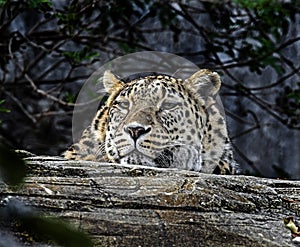 Persian leopard behind the beam 1