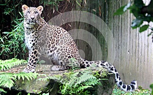 Persian leopard or Caucasian leopard