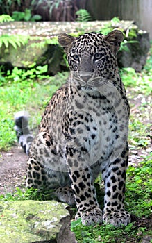 Persian leopard or Caucasian leopard