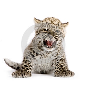 Persian leopard Cub (2 months)