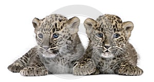 Persian leopard Cub (6 weeks)
